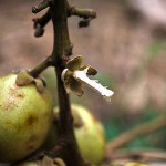 Kadugoda (säuerlich) – Bild 12