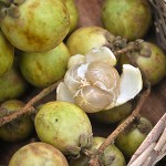 Kadugoda (säuerlich) – Bild 8
