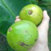 Avocado (wild) – Bild 3