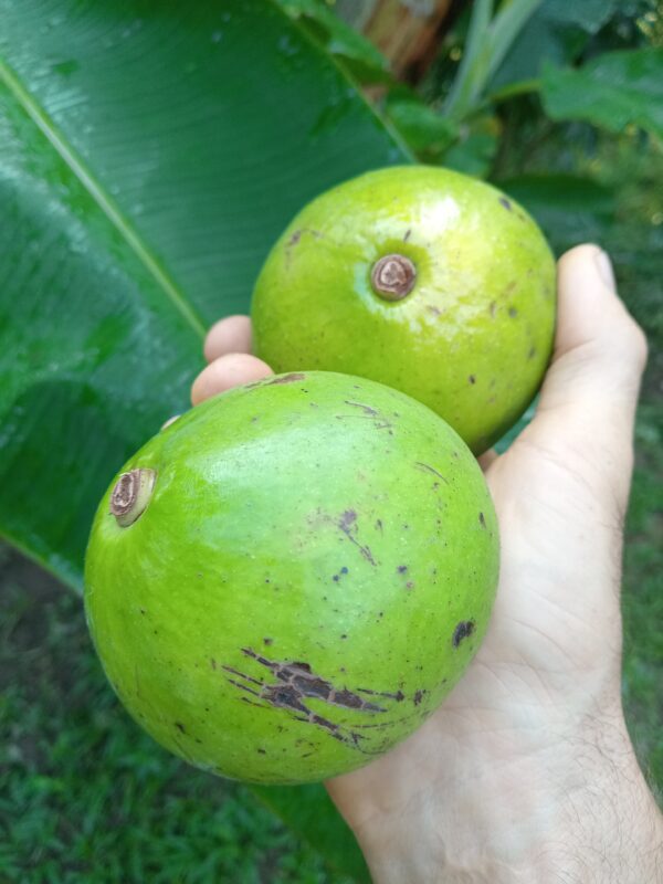 Avocado (wild)