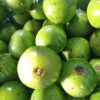 Avocado (wild) – Bild 2