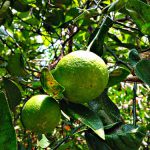 Limette (wild) 500g – Bild 2