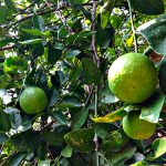 Limette (wild) 500g – Bild 3