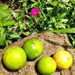 Limette (wild) 500g – Bild 4