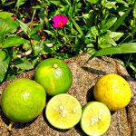 Limette (wild) 500g – Bild 5
