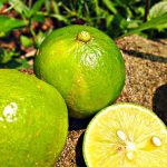 Limette (wild) 500g – Bild 8