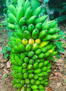 Ambul Banane