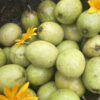Ceylon Olive (Weralu) – Bild 3