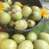 Ceylon Olive (Weralu) – Bild 4