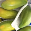 Papaya Tennin – Bild 6
