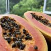 Papaya Wega NEU! – Bild 2