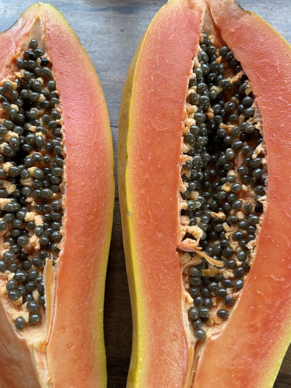 Papaya Wega NEU!